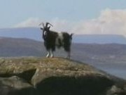 Goat at Rubha na h-Airde Glaise