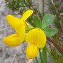 Common Bird's-foot-trefoil